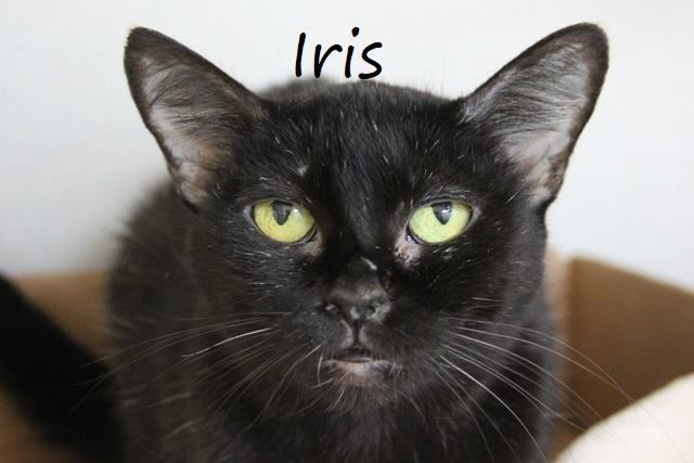 Adopt a friend: Iris